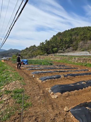 이영철님의 기타작물 · 영농일지 작성글 사진