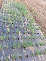 팜모닝 마늘·영농일지 게시글 이미지