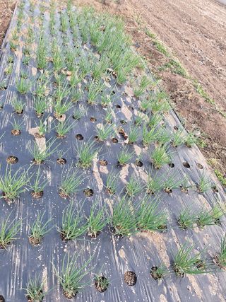 정도영님의 마늘 · 영농일지 작성글 사진