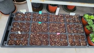 허인녕님의 기타작물 · 영농일지 작성글 사진