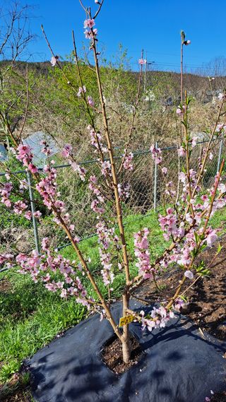 주윤발이님의 기타작물 · 영농일지 작성글 사진