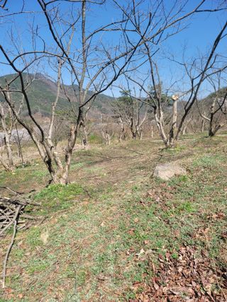 서성환님의 감 · 영농일지 작성글 사진