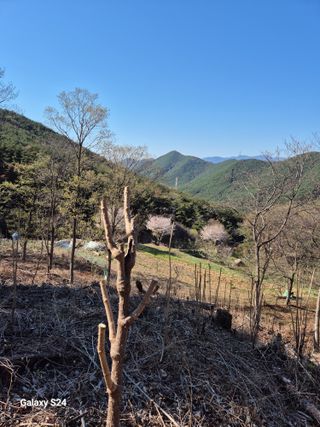 박성균님의 두릅 · 영농일지 작성글 사진