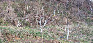 한내님의 기타작물 · 영농일지 작성글 사진