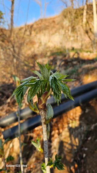 염봉섭님의 기타작물 · 영농일지 작성글 사진
