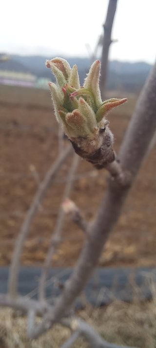 김종식님의 기타작물 · 영농일지 작성글 사진