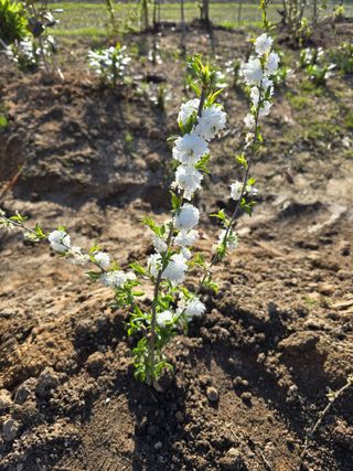 김영순님의 기타작물 · 영농일지 작성글 사진