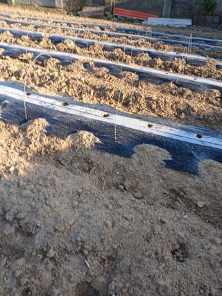 최유순님의 고추 · 영농일지 작성글 사진