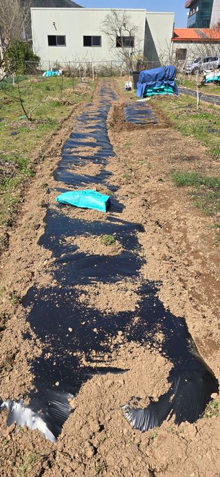 돌복숭아님의 기타작물 · 영농일지 작성글 사진