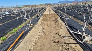 늘푸른 농장주님의 기타작물 · 영농일지 작성글 사진