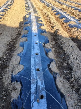 최유순님의 고추 · 영농일지 작성글 사진