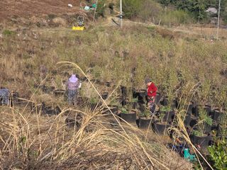 정재철님의 기타작물 · 영농일지 작성글 사진