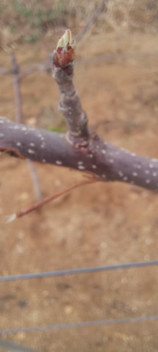 김종식님의 사과 · 영농일지 작성글 사진