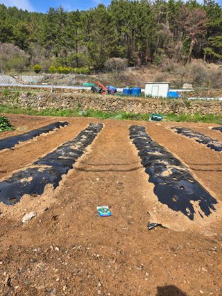 이영철님의 기타작물 · 영농일지 작성글 사진