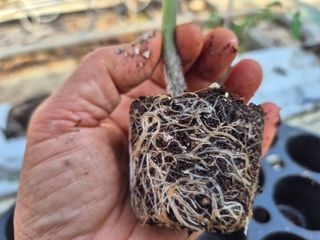 늘햇살팜 님의 기타작물 · 영농일지 작성글 사진