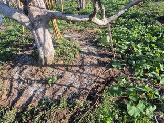 최진일님의 감 · 영농일지 작성글 사진