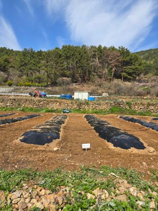 이영철님의 기타작물 · 영농일지 작성글 사진