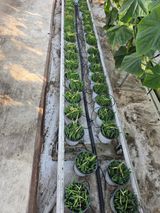 팜모닝 기타작물·영농일지 게시글 이미지