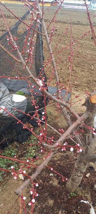 김종식님의 기타작물 · 영농일지 작성글 사진