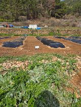 팜모닝 기타작물·영농일지 게시글 이미지