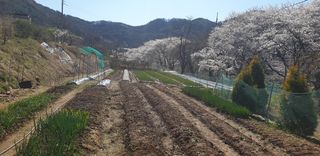 정천복님의 기타작물 · 영농일지 작성글 사진