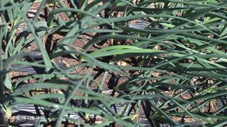 박용열조물주님 님의 양파 · 영농일지 작성글 사진