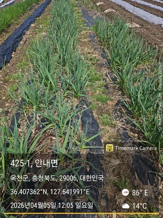 찔레골 양봉 농원님의 마늘 · 영농일지 작성글 사진