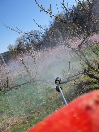 서선옥님의 매실 · 영농일지 작성글 사진