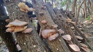 최강K님의 버섯 · 영농일지 작성글 사진