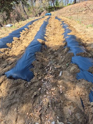 호랑이별님의 기타작물 · 영농일지 작성글 사진