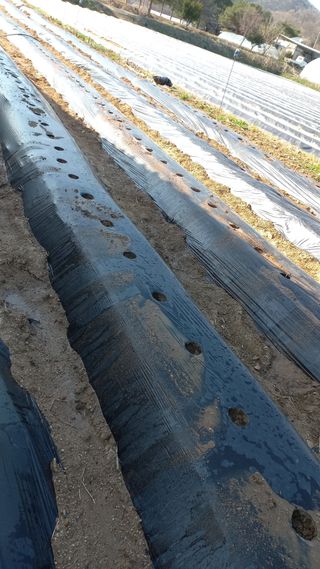 스핀킬님의 기타작물 · 영농일지 작성글 사진