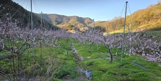 노아님의 복숭아 · 자유게시판 작성글 사진