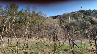 수기님의 두릅 · 영농일지 작성글 사진