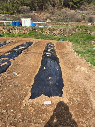 이영철님의 기타작물 · 영농일지 작성글 사진