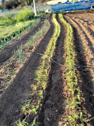 김일채님의 파 · 영농일지 작성글 사진