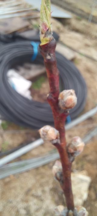 김종식님의 기타작물 · 영농일지 작성글 사진