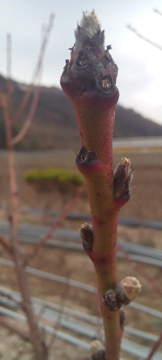 김종식님의 기타작물 · 영농일지 작성글 사진