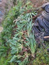 팜모닝 기타작물·영농일지 게시글 이미지