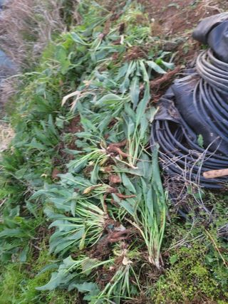 이용찬 열매마농원님의 기타작물 · 영농일지 작성글 사진