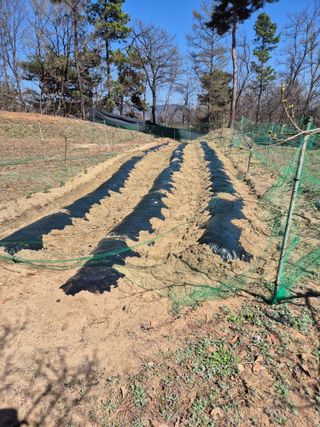 호랑이별님의 기타작물 · 영농일지 작성글 사진