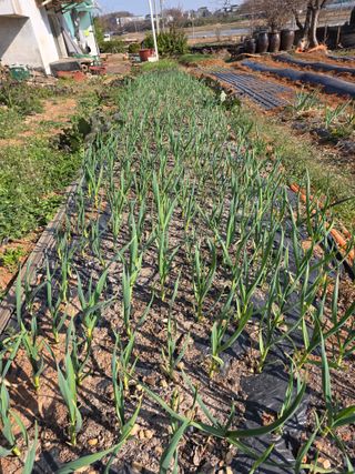 콩8087님의 마늘 · 영농일지 작성글 사진