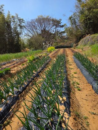한병훈님의 고추 · 영농일지 작성글 사진