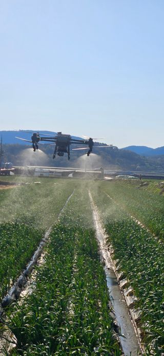 구춘봉님의 마늘 · 영농일지 작성글 사진