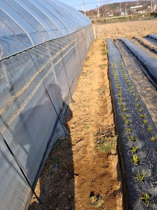 백영호님의 기타작물 · 영농일지 작성글 사진