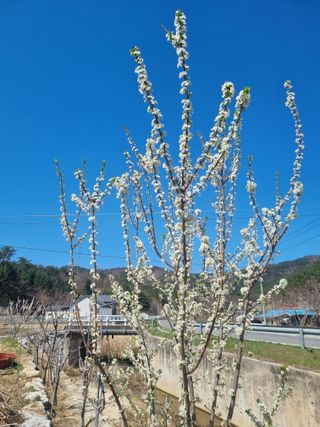 참깨16081님의 기타작물 · 영농일지 작성글 사진