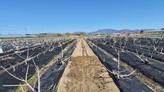 늘푸른 농장주님의 기타작물 · 영농일지 작성글 사진