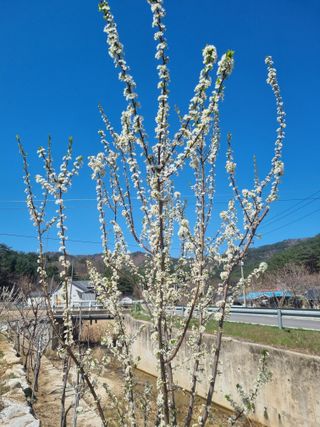 참깨16081님의 기타작물 · 영농일지 작성글 사진