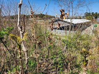 꿀복이농장님의 두릅 · 영농일지 작성글 사진