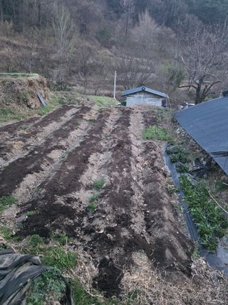 진전님의 기타작물 · 영농일지 작성글 사진