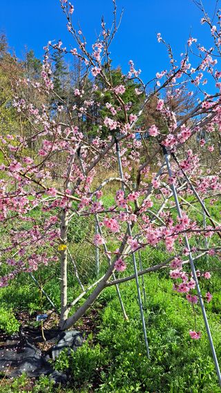 주윤발이님의 기타작물 · 영농일지 작성글 사진
